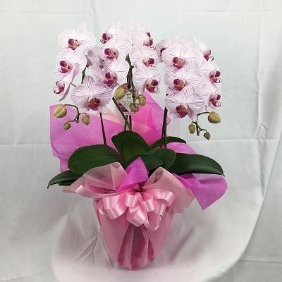 P0007 胡蝶蘭ミニピンク2l Very Flower P0007 胡蝶蘭ミニピンク2l Very Flower