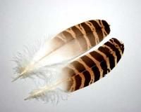 希少　スペックルドバスタード　約30cm スペックルドバスタード No.1 | 北海道フィッシングガイドRiver