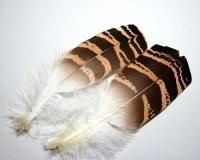 希少　スペックルドバスタード　約30cm 希少 スペックルドバスタード 約30cm 希少 スペックルド