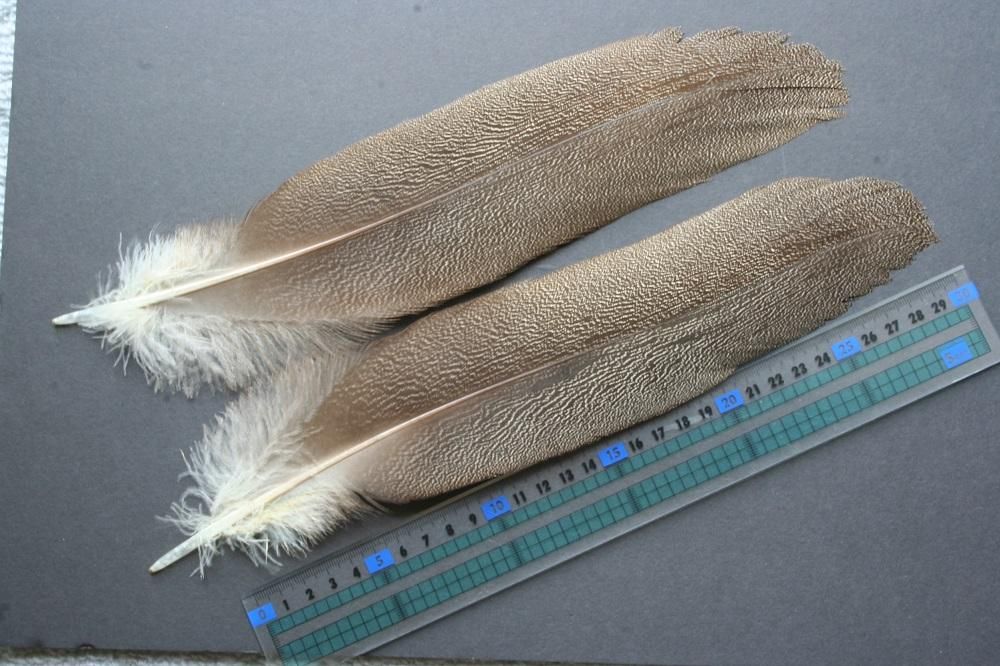 スペックルド・バスタード No.8192 コレクターズグレード 【Speckld