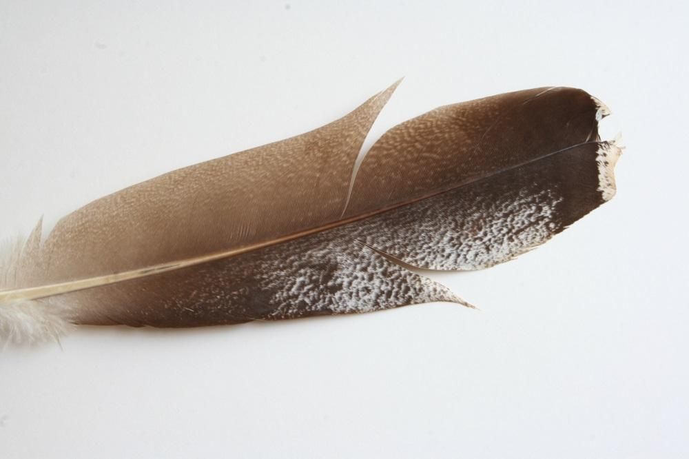 スペックルド・バスタード No.8541 コレクターズグレード【Speckled