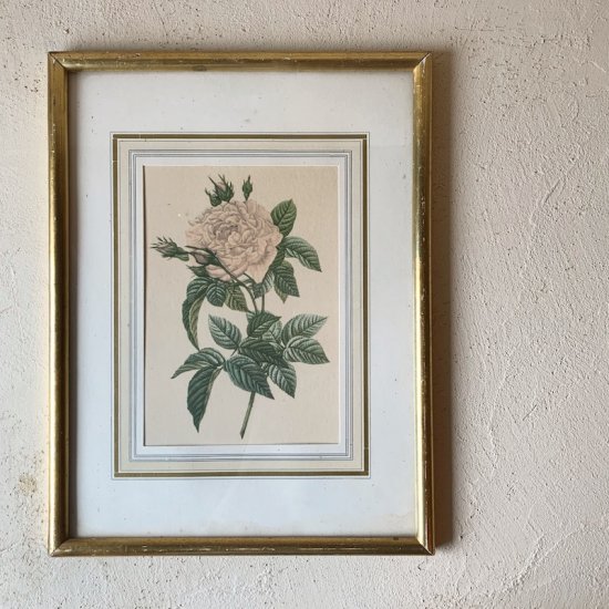 Vintage lithographe rose.a<img class='new_mark_img2' src='https://img.shop-pro.jp/img/new/icons47.gif' style='border:none;display:inline;margin:0px;padding:0px;width:auto;' />