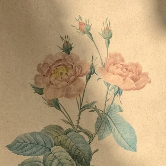 Vintage lithographe rose.b<img class='new_mark_img2' src='https://img.shop-pro.jp/img/new/icons47.gif' style='border:none;display:inline;margin:0px;padding:0px;width:auto;' />