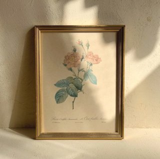 Vintage lithographe rose.b<img class='new_mark_img2' src='https://img.shop-pro.jp/img/new/icons47.gif' style='border:none;display:inline;margin:0px;padding:0px;width:auto;' />