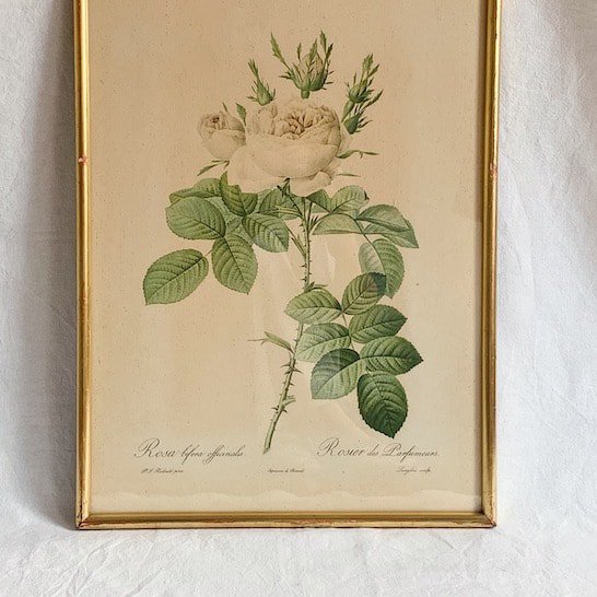 Antique lithographe rose.a<img class='new_mark_img2' src='https://img.shop-pro.jp/img/new/icons47.gif' style='border:none;display:inline;margin:0px;padding:0px;width:auto;' />