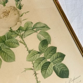 Antique lithographe rose.a<img class='new_mark_img2' src='https://img.shop-pro.jp/img/new/icons47.gif' style='border:none;display:inline;margin:0px;padding:0px;width:auto;' />