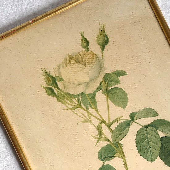 Antique lithographe rose.b<img class='new_mark_img2' src='https://img.shop-pro.jp/img/new/icons47.gif' style='border:none;display:inline;margin:0px;padding:0px;width:auto;' />