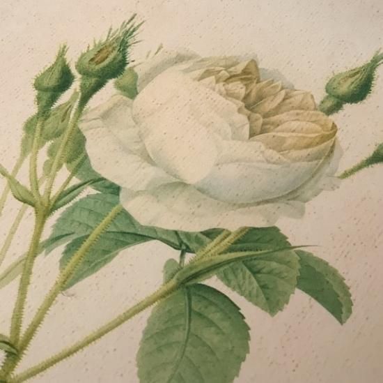 Antique lithographe rose.b<img class='new_mark_img2' src='https://img.shop-pro.jp/img/new/icons47.gif' style='border:none;display:inline;margin:0px;padding:0px;width:auto;' />