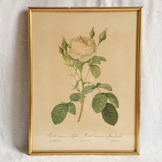 Antique lithographe rose.b<img class='new_mark_img2' src='https://img.shop-pro.jp/img/new/icons47.gif' style='border:none;display:inline;margin:0px;padding:0px;width:auto;' />