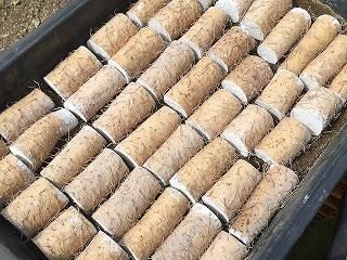 矢口農産】自然薯 消毒済切種芋