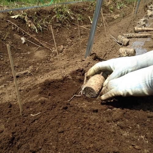 矢口農産】自然薯 消毒済切種芋