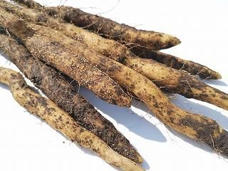 自然薯むかご一本苗