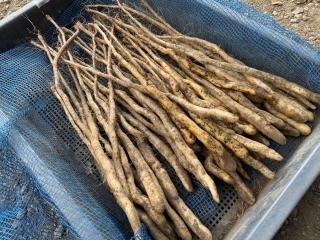 自然薯種芋】切種芋・むかご一本苗 - 矢口農産