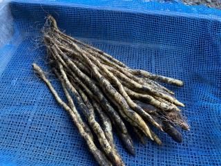 自然薯種芋】切種芋・むかご一本苗 - 矢口農産