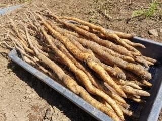 自然薯種芋】切種芋・むかご一本苗 - 矢口農産