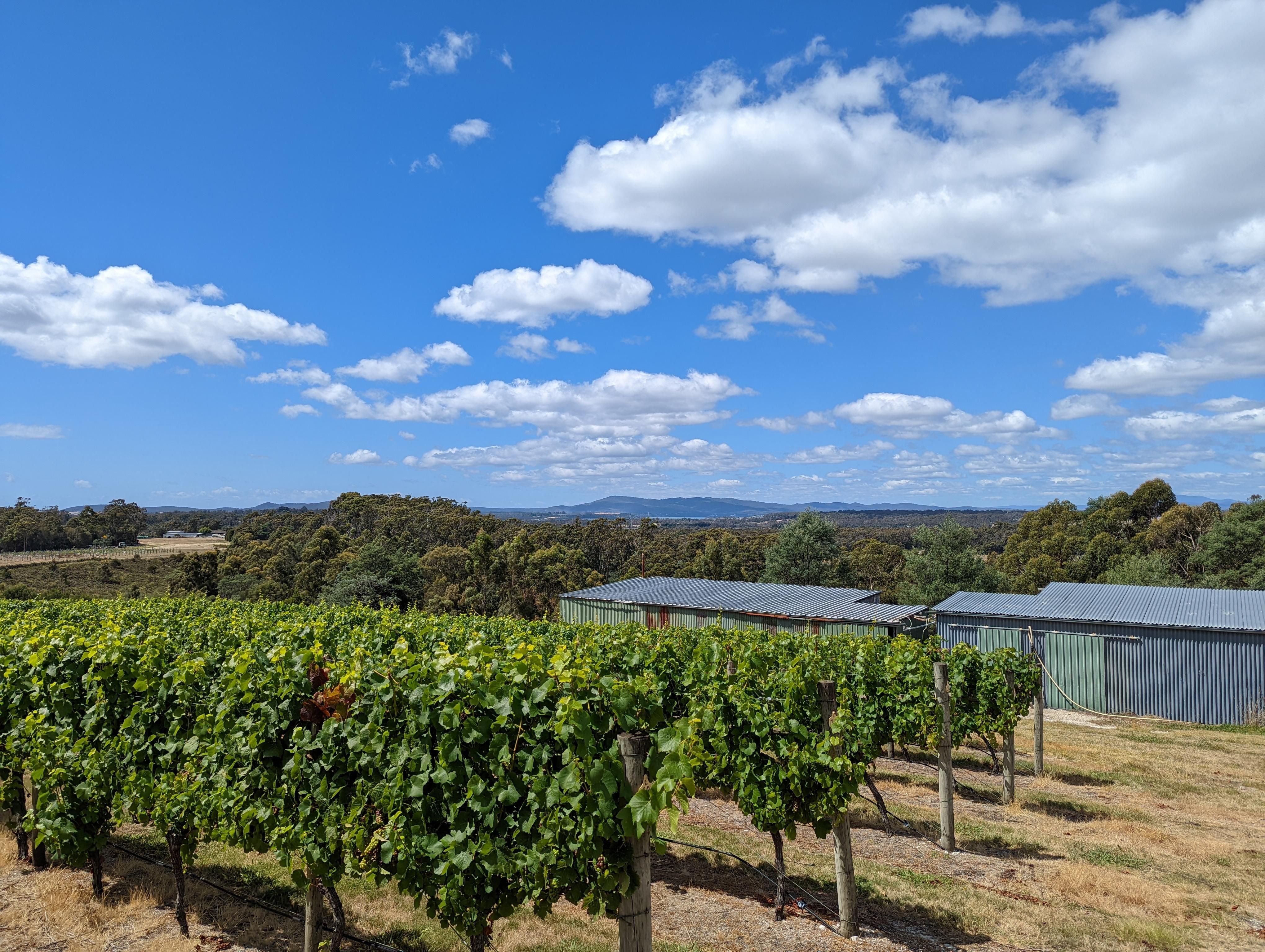 タスマニアのブドウ畑