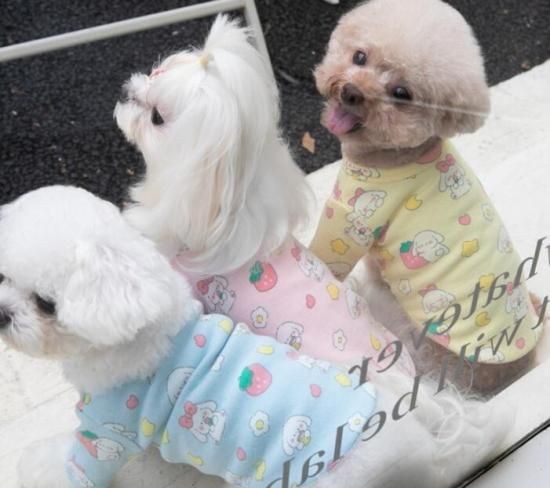 【良好品】 犬服 SS わんこの普段着ときどき白いちご 犬服・アクセサリー