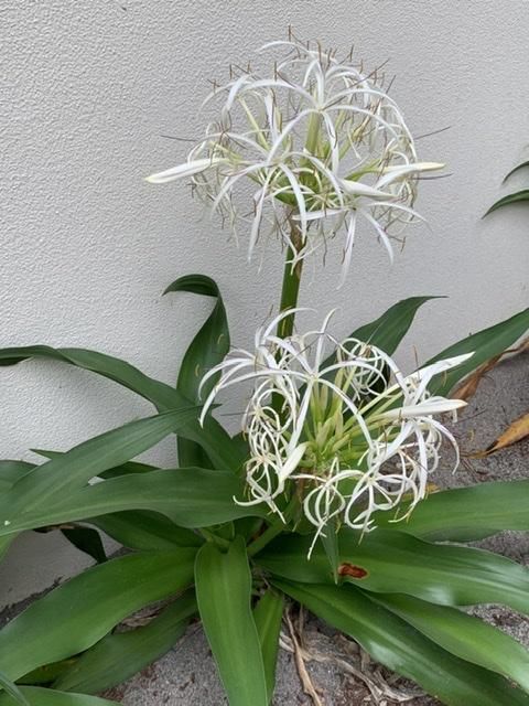 臨床中 浜木綿 はまゆう 花のしずく 和樂神樂 公式オンラインショップ