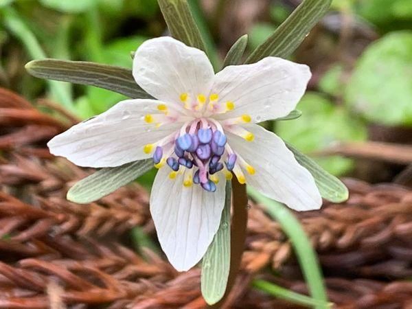 臨床中 節分草 セツブンソウ 花のしずく 和樂神樂 公式オンラインショップ