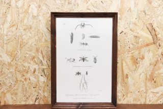 Insect Antique Print&Frame