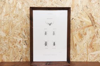 Insect Antique Print