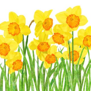 ڡѡʥץ33)ppd5Yellow Daffodils-PP198