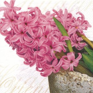 ڡѡʥץ33home5Pink Hyacinth-210917-HO47