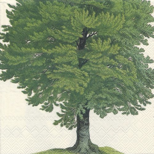 ペーパーナプキン（33)IHR：（5枚）BEECH AND BIRCH TREES-IH218