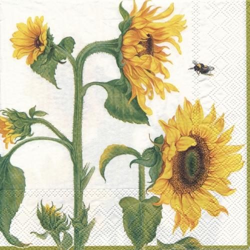 ڡѡʥץ33)IHR5HELIANTHUS ANNUUS-IH256