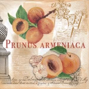 ڡѡʥץ33)NOUVEAU5PRUNUS ARMENIACA-NO15