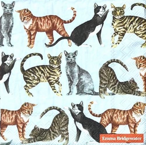 ڡѡʥץ33IHR5CATS light blueʥޡ֥å - IH476