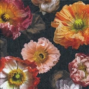 ڡѡʥץ33home5Papaver-HO248