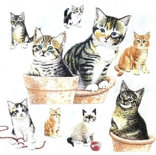 ڡѡʥץ33AMB5Cute kittens - AM781