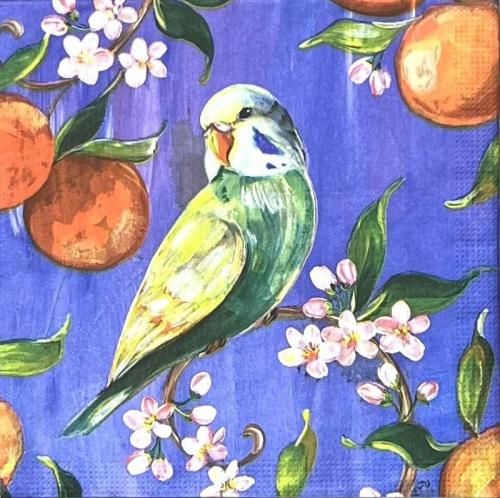 ڡѡʥץ33ppd5Perruche et Oranges - PP516