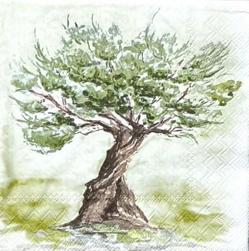 <img class='new_mark_img1' src='https://img.shop-pro.jp/img/new/icons1.gif' style='border:none;display:inline;margin:0px;padding:0px;width:auto;' />ڡѡʥץ33AMB5Olive tree - AM868
