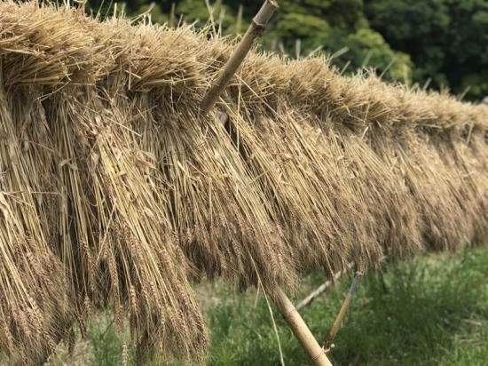 石臼挽き小麦全粒粉【無農薬・無肥料 自然栽培 天日干し】 - の
