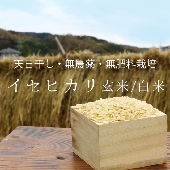 予約2024年産》イセヒカリ玄米/白米 2kg〜【無農薬・無肥料 自然 予約2024年産》イセヒカリ玄米/白米 2kg〜【無農薬・無肥料 自然