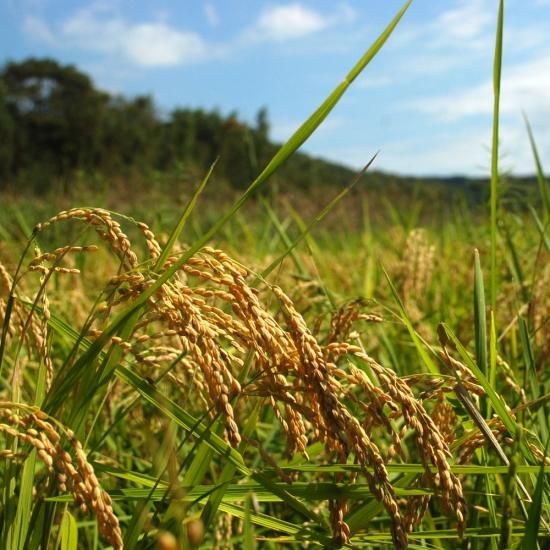 2022年産》【カレーに最適】 プリンセスサリー玄米 1kg【無農薬 2022年産》【カレーに最適】 プリンセスサリー玄米 1kg【無農薬