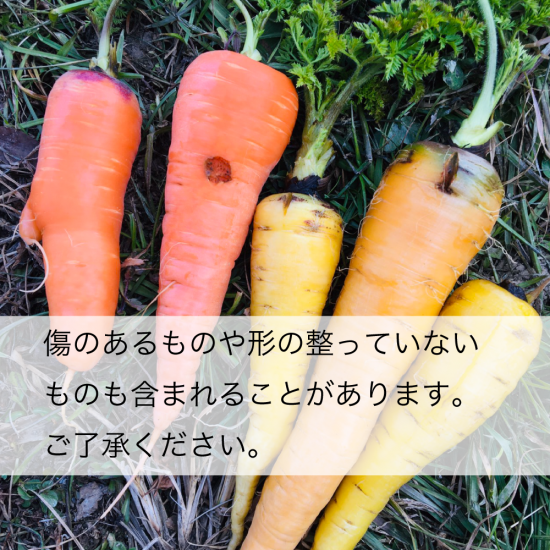生命力溢れる 旬野菜セット 無農薬 無肥料 自然栽培 冬2月 ののま自然農園 生命力溢れる 旬野菜セット 無農薬 無肥料 自然栽培 冬2月 ののま自然農園