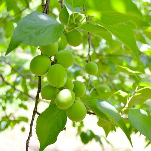 冷蔵）フタ付き粗仕上げ木箱入り青梅（豊後梅）サイズ中玉以上