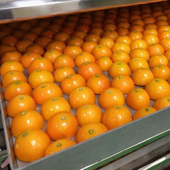 ◇Sakuサクッ！きんかんハーフ（小）8袋入＜津貫加工グループ