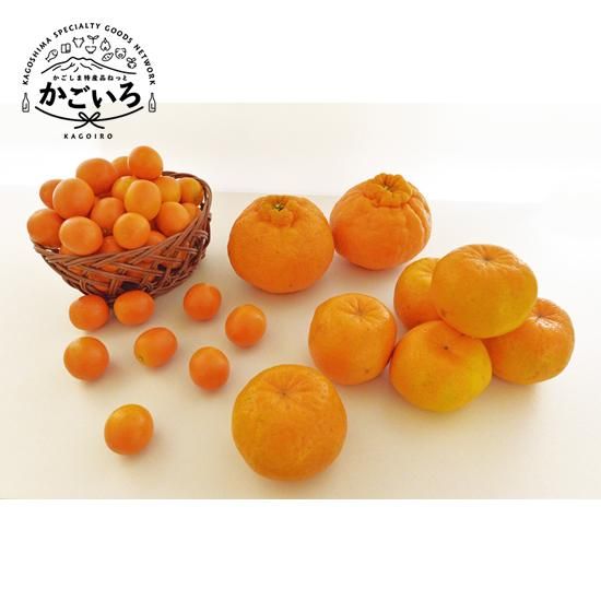 鹿児島県産柑橘類の詰め合わせ ｆ ｇさくらじま かごしま特産品ねっと かごいろ