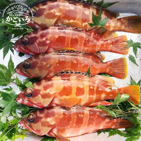 アカハタ（小）＜一本釣りちょこ丸＞ - 「かごしま特産品ねっと