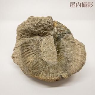 アンモナイト - 天然石とハンドメイドアクセサリーのお店 SUN アンモナイト - 天然石とハンドメイドアクセサリーのお店 SUN