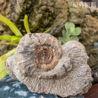 アンモナイト - 天然石とハンドメイドアクセサリーのお店 SUN アンモナイト - 天然石とハンドメイドアクセサリーのお店 SUN