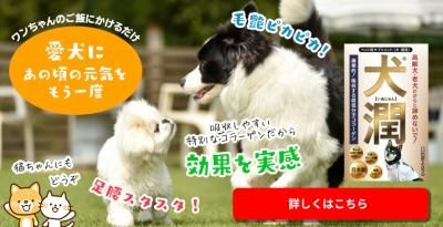 ジェネ犬　まとめ売り　その前 Zenpets 犬 ジョイントフック クルール 無地 20mm幅 くすみ