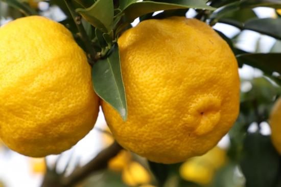 柚子彩〉そお市認定ブランドセット／送料込 | ゆず製品など鹿児島の