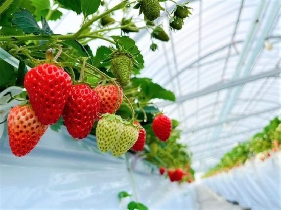 さくら農園〉アイスキャンディ―MサイズBOX |果樹園オリジナル