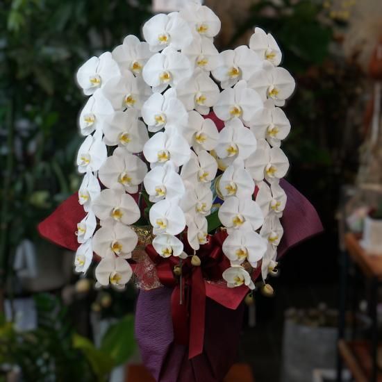 佐賀市内限定】胡蝶蘭 白 3本立ち - 花音 Flower & Green 佐賀市内限定】胡蝶蘭 白 3本立ち - 花音 Flower & Green