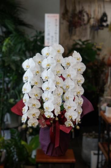 胡蝶蘭】<カード札> 大輪 白 3本立ち 36輪以上(つぼみを含む) 高